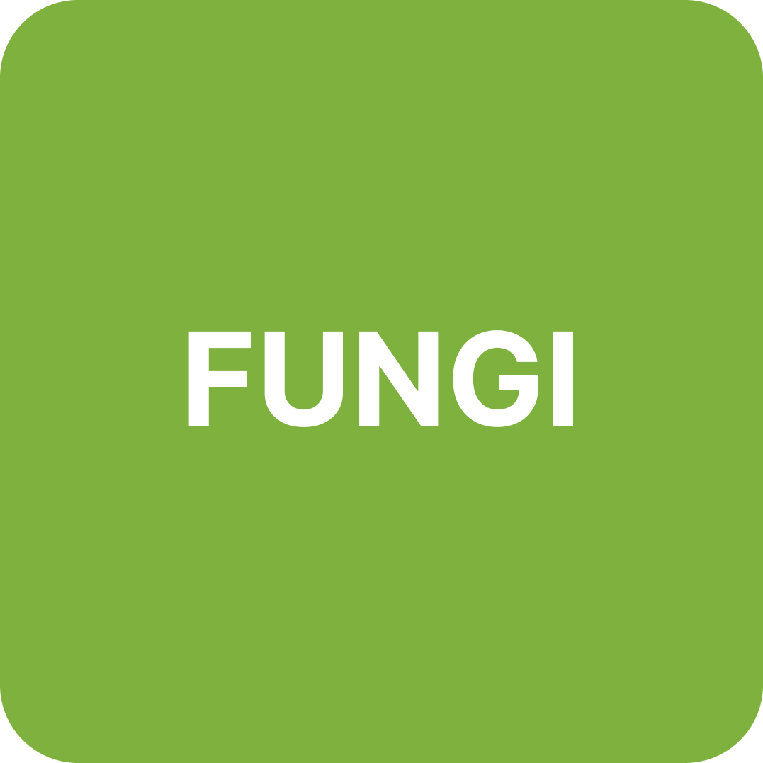 Fungi